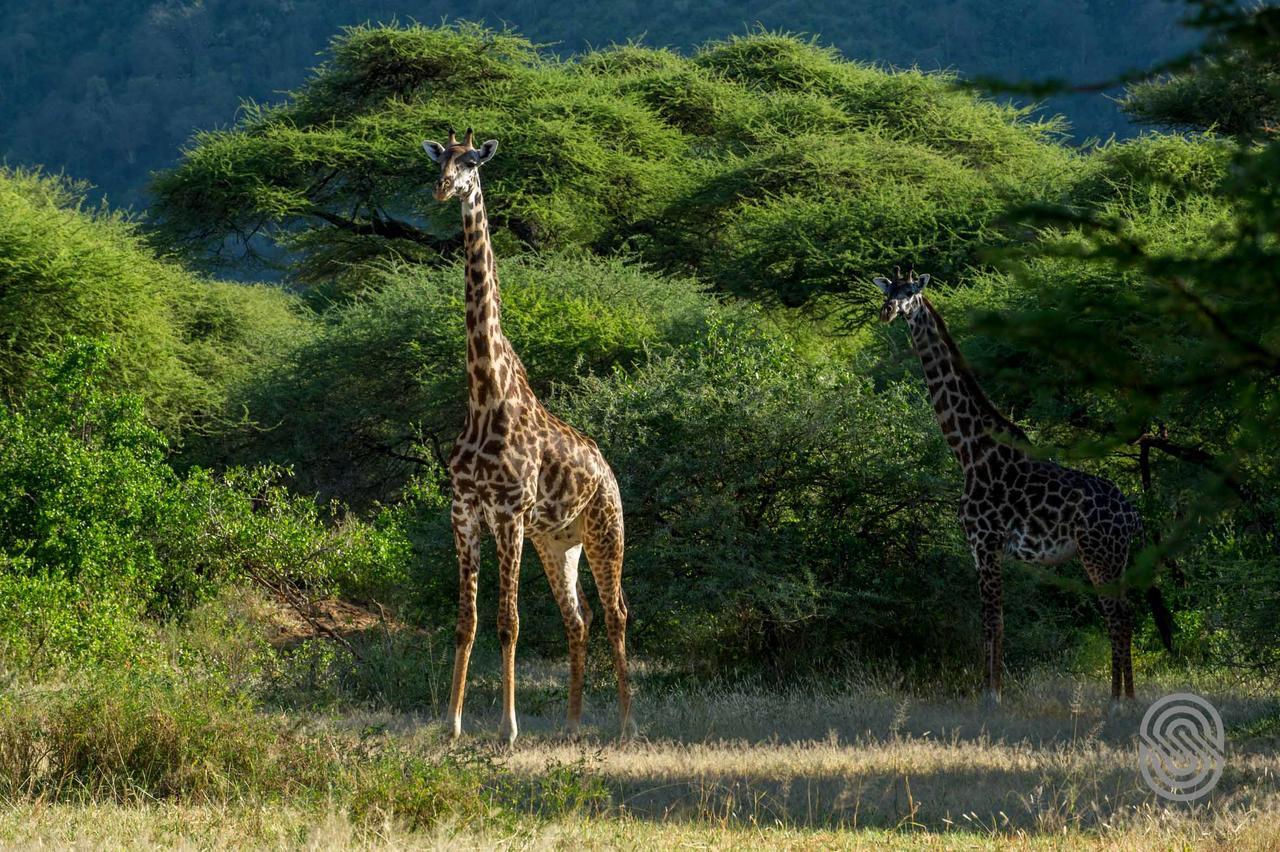 Lake Manyara Serena Safari Lodge Karatu Buitenkant foto